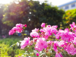 花繁葉茂